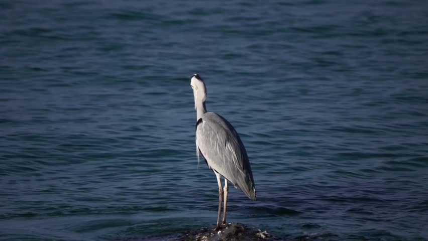 Grey heron standing in calm blue water, capturing a peaceful wildlife moment in its natural habitat.