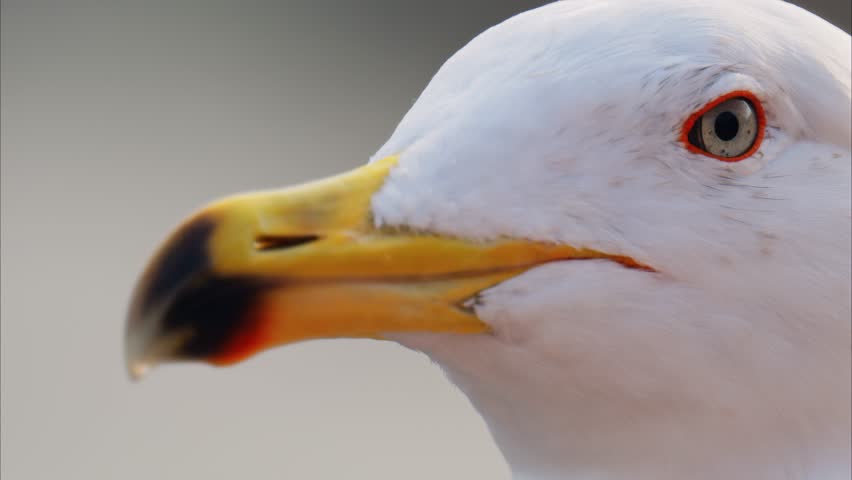 Close up cinematic footage of seagull head looking around with sharp eyes on bright background.