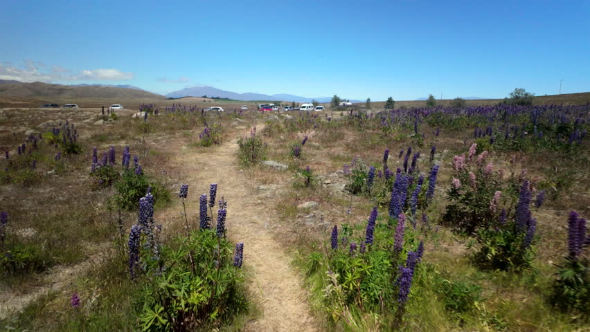 Trail Through Lupin Field Near Parking