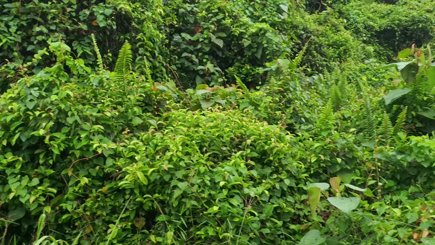 the landscape scene with bushy wild overgrown vegetation.