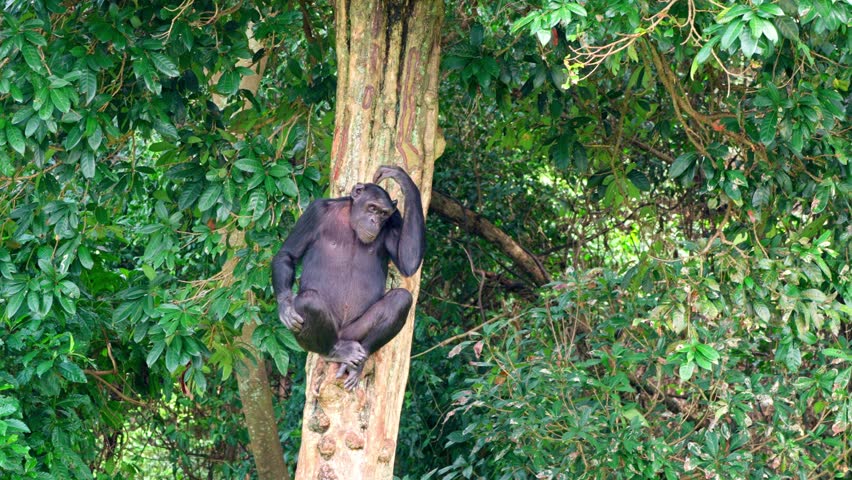 Chimpanzee resting on a tree trunk in a tropical forest, scratching its head and looking around.”