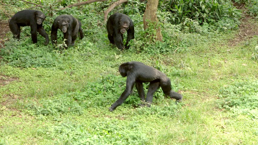 Chimpanzees walking together across the forest floor on Chimpanzee Island in Entebbe, Uganda.