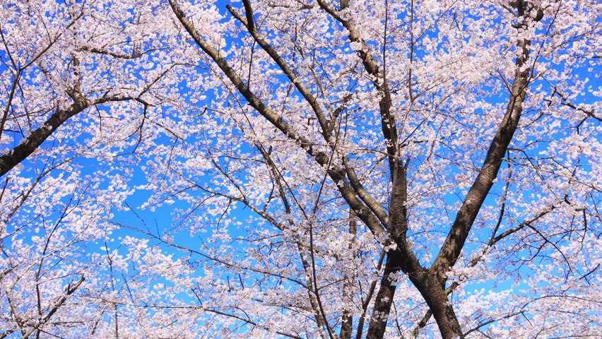 cherry blossom against blue sky