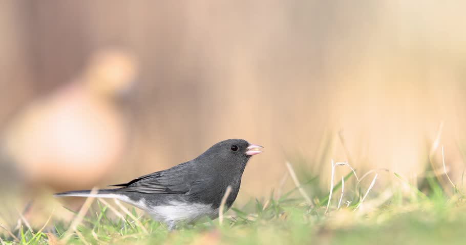 Small dark eyed junco bird foraging for food in the green grass with a blurred background.