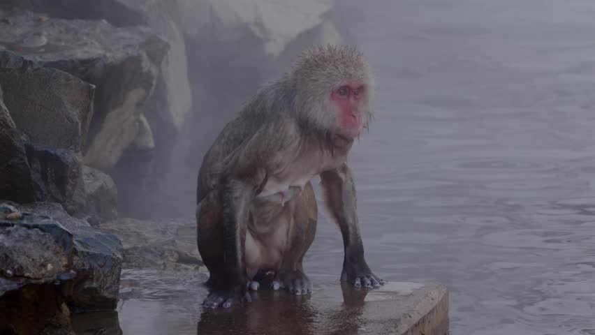 Japanese macaque sits dripping wet after leaving a hot spring while a young macaque moves through the frame. Misty winter scene in Nagano, Japan showing natural interaction.