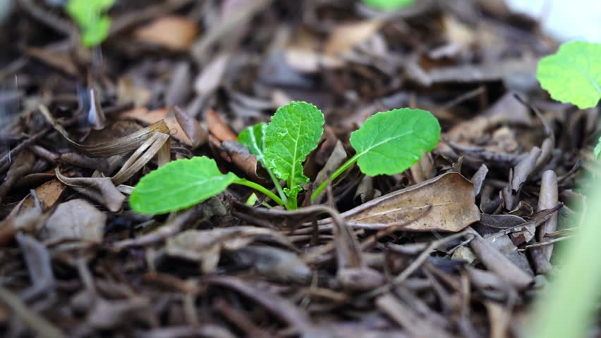 Close up of hand watering young green seedling growing in organic soil with dry leaf mulch.