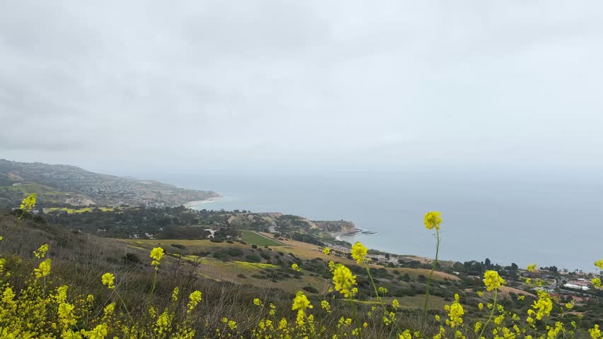 Overhead view of colorful yellow mustard flowers blooming on hillside overlooking coastline. Ocean, cliffs, and houses of town visible below under cloudy weather conditions.