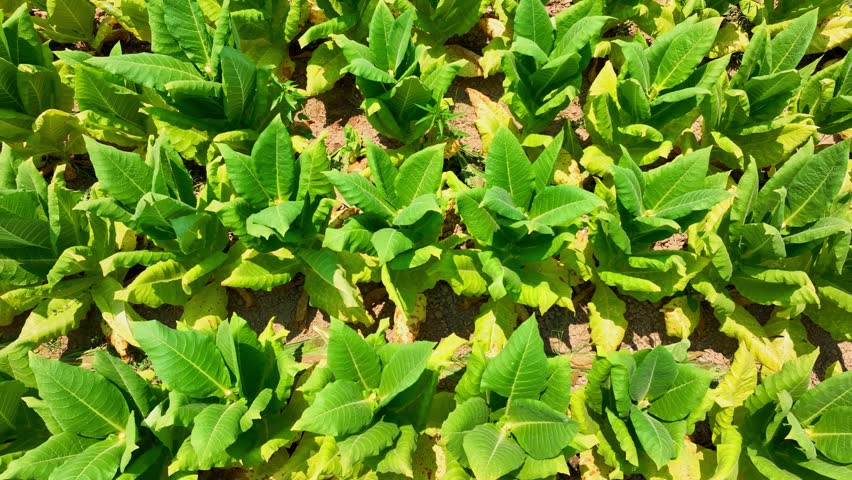 Aerial drone view of orderly tobacco seedlings in sunlit rows, showcasing healthy plants and efficient field layout that support local agricultural livelihoods and crop-based economies. 4k.
