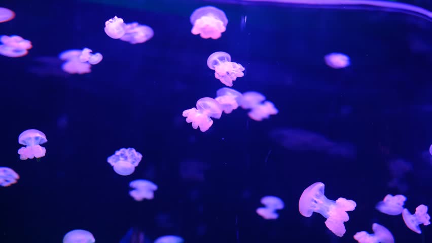 A bunch of jellyfish are floating in the water. The jellyfish are purple and white. The water is dark blue