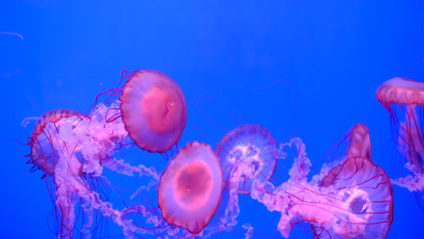 A group of jellyfish are swimming in a blue ocean. The jellyfish are pink and white