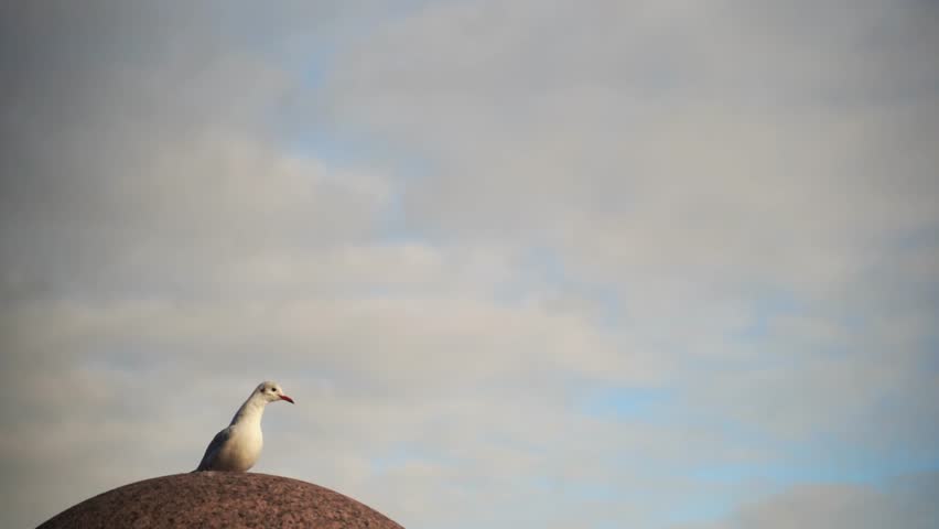 seagull takes off into flight, first step from a stone to take-off