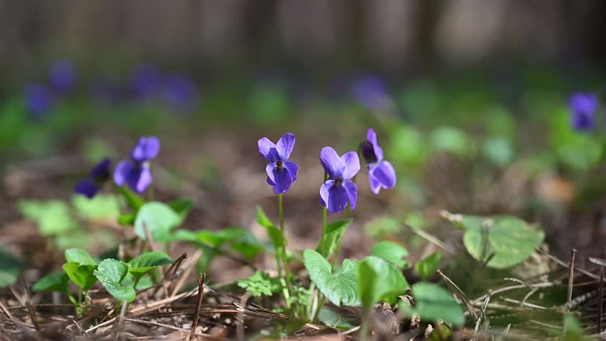 Close-up shot of wild violet flowers (Viola odorata wood violet) growing on a forest floor in soft natural light. Cinematic shallow depth of field with smooth bokeh and gentle background blur. Fresh spring atmosphere, natural greenery, and delicate purple blossoms. Ideal for themes of nature, renewal, ecology, calmness, and seasonal change. Shot in 4K at 60fps, horizontal format.