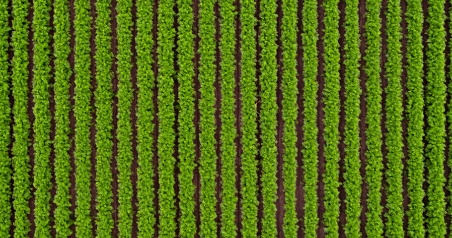 Drone flying over a field of salad, with green vegetables and agricultural rows