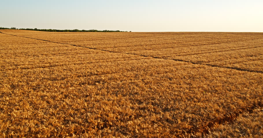 Flying over a vast golden wheat field at sunset, revealing the beautiful agricultural landscape