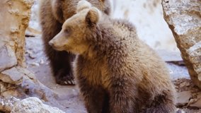 HD wildlife montage video of  brown bears in natural habitat, powerful movements, detailed fur texture, cinematic lighting, slow motion shots, realistic wilderness atmosphere, high clarity nature footage. - Powered by Shutterstock - Get 15% off with code: PIKWIZARD15