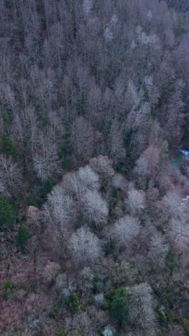 Aerial drone view of the winter landscape in the Pardina del Señor Forest in the municipality of Fanlo, in the Sobrarbe region, Huesca province, Aragon, Spain, Europe
