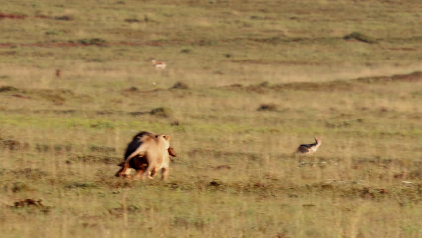 A lioness carries her warthog kill while escaping from a territorial male lion
