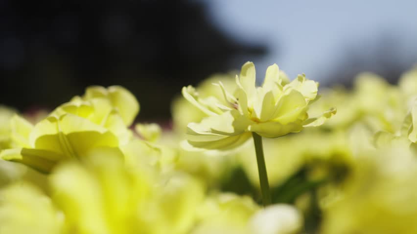 Spring tulips bloom in the garden. Spring holiday design. Vibrant tulip flowers in sunny weather. Holiday concept: Easter, Mother
