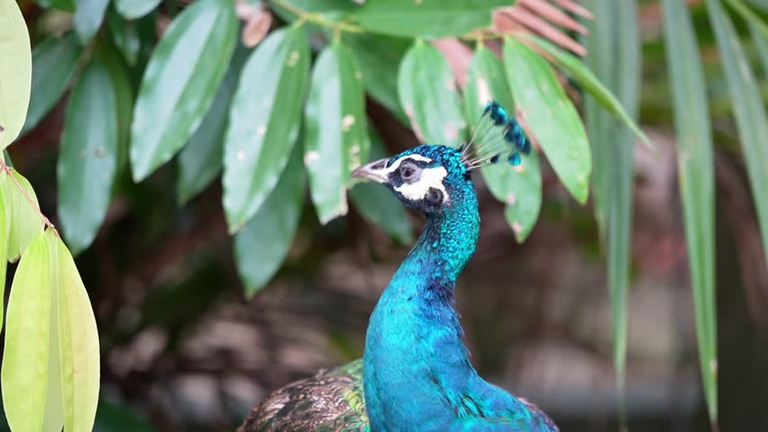 close up blue peacock in the park head to neck, vibrant blue feathers of indian peafowl, peacock routines in the afternoon