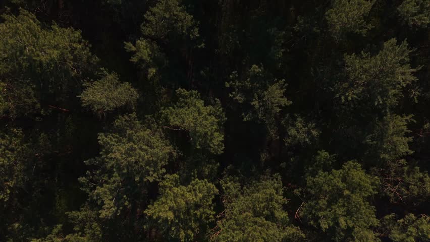 A top-down aerial view of dense forest canopy with lush green trees forming a natural pattern.
