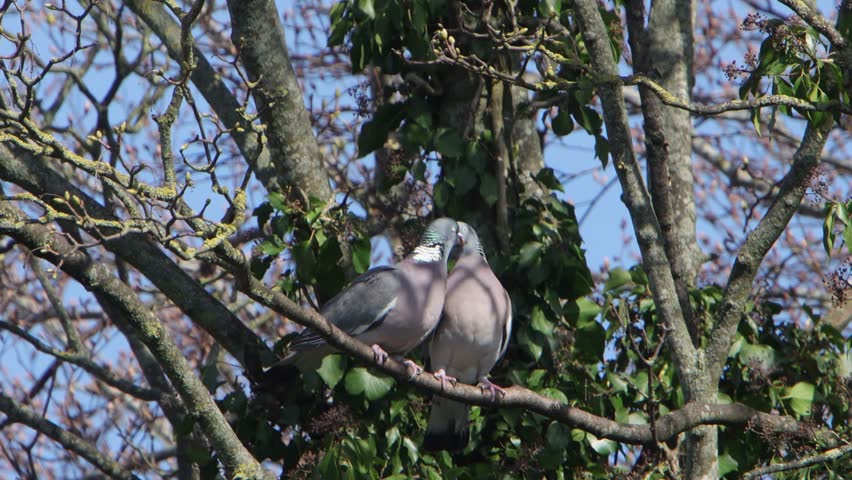 A pair of Wood Pigeons, Columba palumbus, courting and mating in tree. Spring. UK