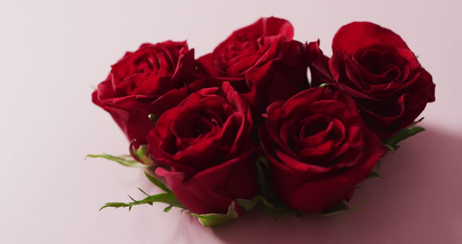 Bouquet of red roses on pink background at valentine