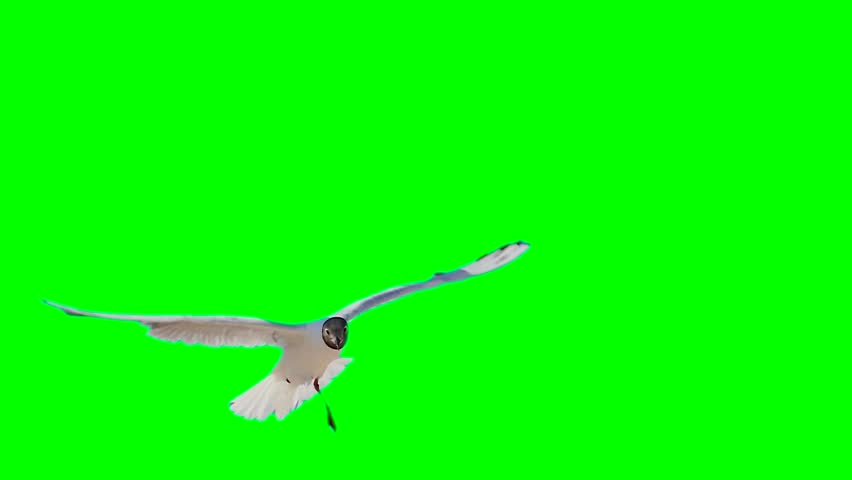 Seagull on a green background screen