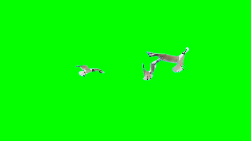 Seagull on a green background screen