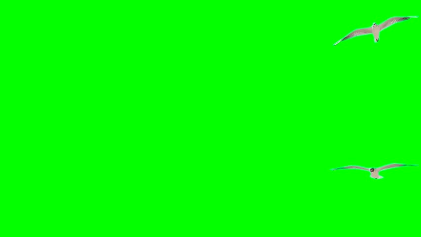 Seagull on a green background screen