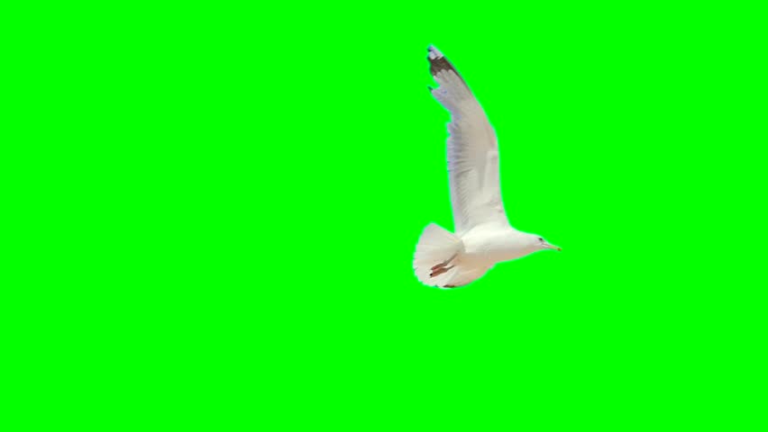 Seagull on a green background screen