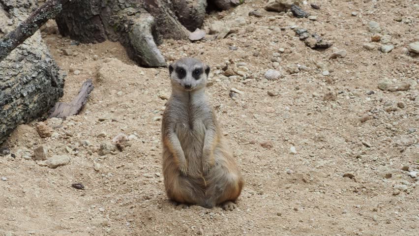 Group of meerkats on sandy ground, one standing vigilant as others scatter