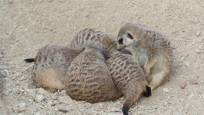 Meerkat group interacting on dry ground with one meerkat expressing itself vocally