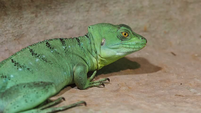 Green basilisk lizard looking right, showing textured scales and crest