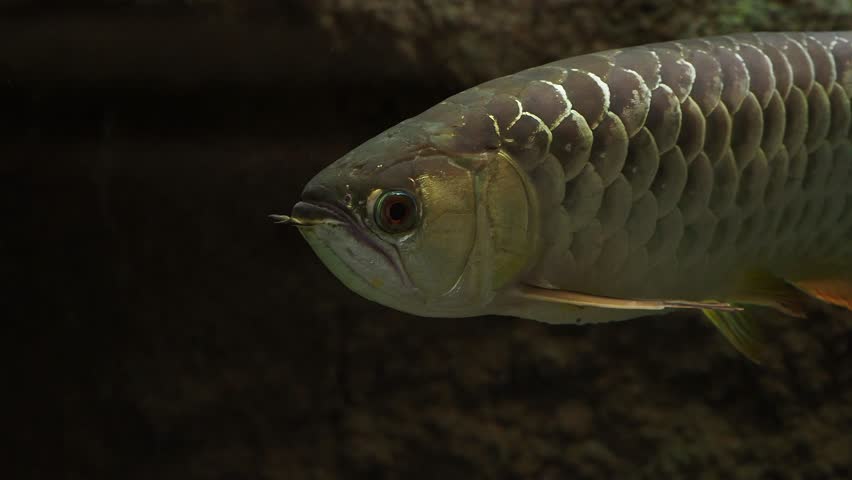 Arowana swimming showing large scales and detail of its head