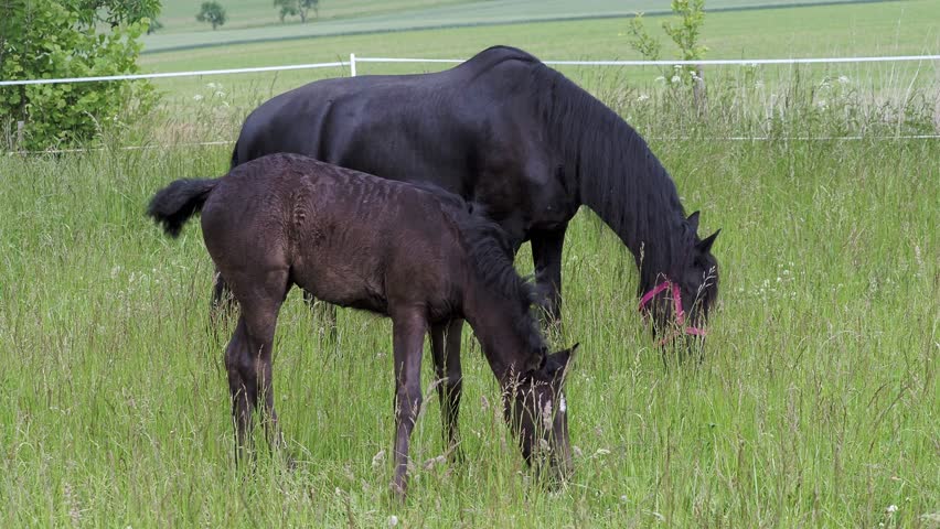 Black horse and her young foal eating grass together in a summer meadow
