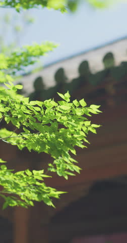 In spring, the ancient buildings in the garden are shaded by green trees.