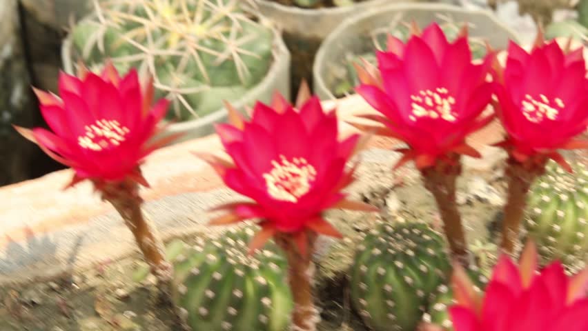 Closeup of blooming Cactus flowers.