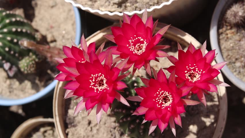 Closeup of blooming Cactus flowers.