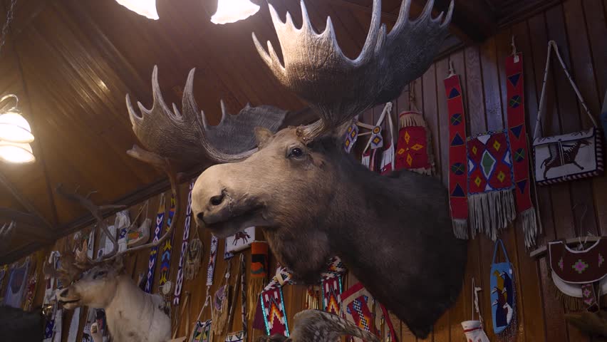 Taxidermy moose head, wildlife exhibit inside the historic Banff Park Museum, Alberta, Canada. 4k footage.