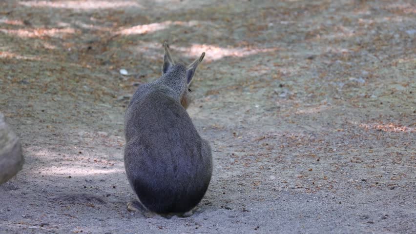 Patagonian mara sitting on sandy ground in an outdoor environment