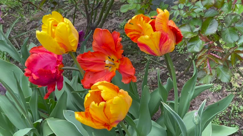 Yellow and red color Parrot Tulips (Tulipa) bloom in a garden in May 2023. Idea for postcards, greetings, invitations, posters, wedding and Birthday decoration, background