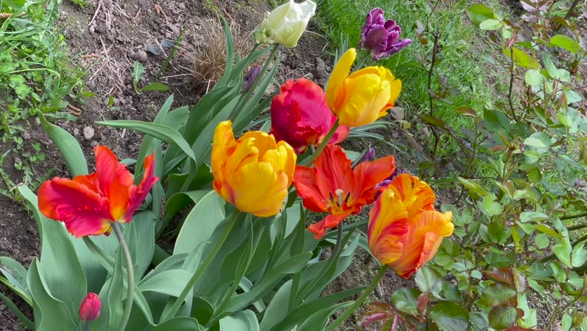 Yellow and red color Parrot Tulips (Tulipa) bloom in a garden in May 2023. Idea for postcards, greetings, invitations, posters, wedding and Birthday decoration, background
