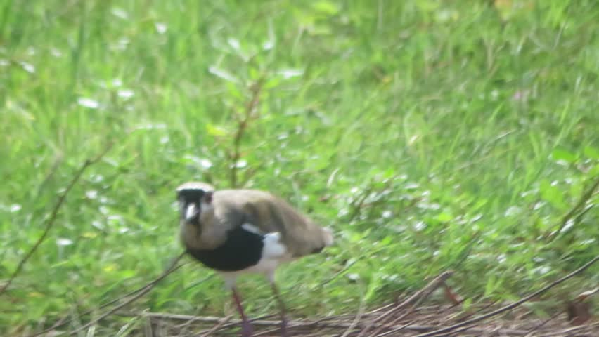 Chilean Southern Lapwing (Vanellus chilensis) singing
