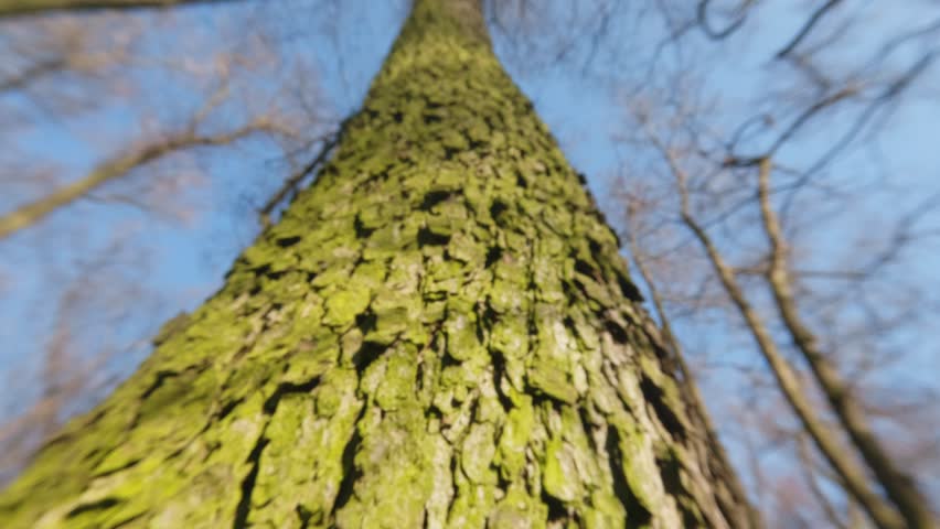 View from ground of tree crowns with no leaves and small buds growing in early spring under clear blue sky conditions.