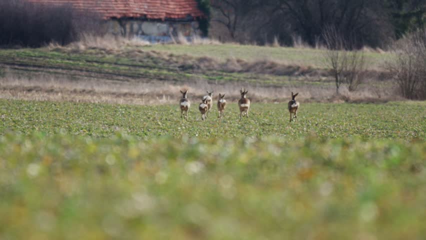 Group of roe deer grazing calmly on farmland with farm structures in background filmed in slow motion during bright sunny day
