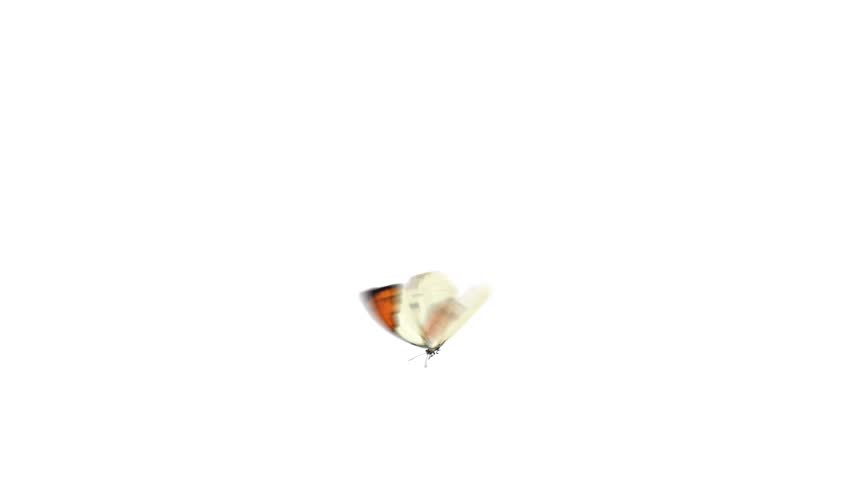 one butterfly flight and landing of an alpha channel, and white background