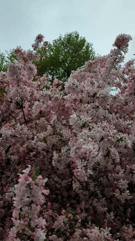 A vertical 4K static shot of a tree in full pink and white bloom with branches gently swaying in a light breeze against a moody overcast gray sky in springtime
