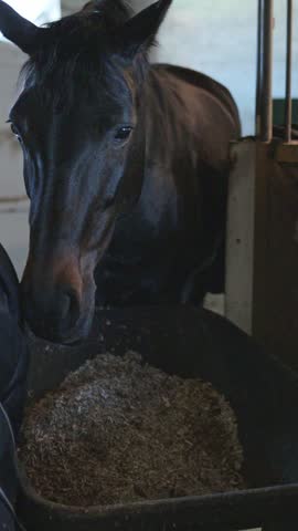 Beautiful dark stallion standing in a barn stall while eating from a feeder at the ranch