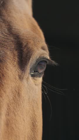 Extreme close up of a majestic brown horse with a white blaze leaving the window of its stall