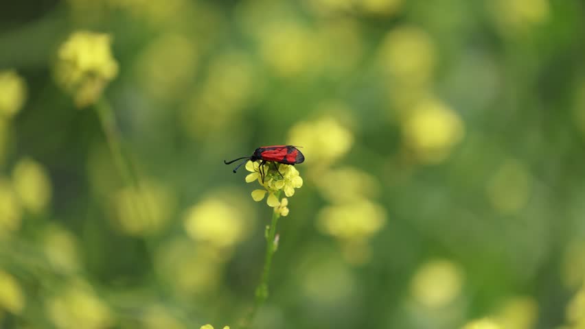 red beetle on a yellow flower